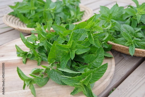Obraz フレッシュなミント、新鮮なキューバミント、収穫のイメージ、