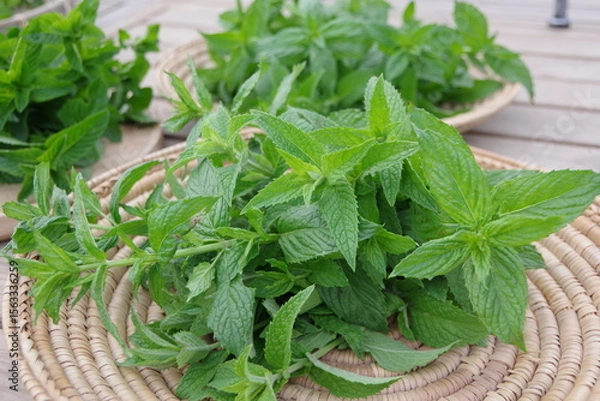 Obraz スペアミント、収穫されたミント、フレッシュなミント、畑のイメージ、
