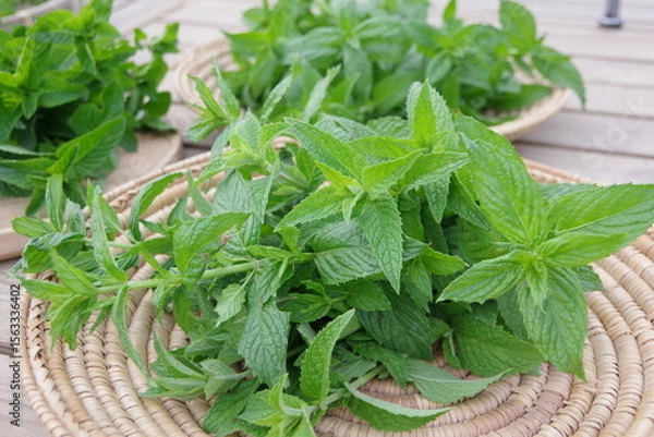 Obraz スペアミント、収穫されたミント、フレッシュなミント、畑のイメージ、