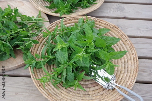 Obraz スペアミント、収穫されたミント、フレッシュなミント、畑のイメージ、