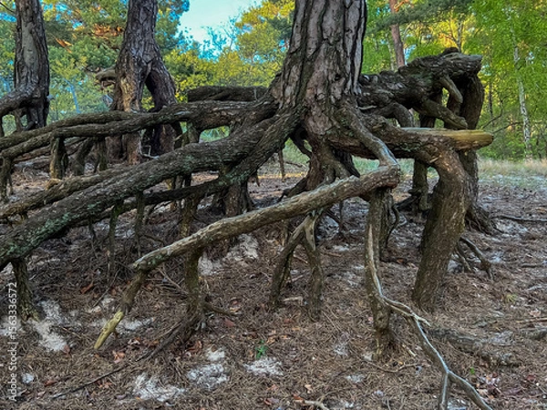 Fototapeta Pine trees with exposed roots growing on the Baltic coast near the beach in Mrzezuno in Poland