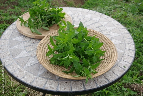 Obraz スペアミント、収穫されたミント、フレッシュなミント、畑のイメージ、