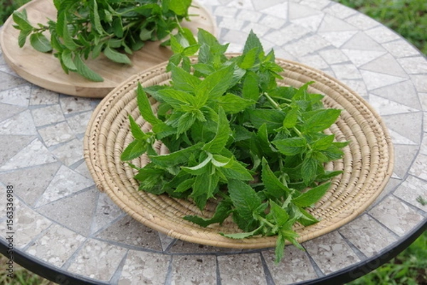 Obraz スペアミント、収穫されたミント、フレッシュなミント、畑のイメージ、