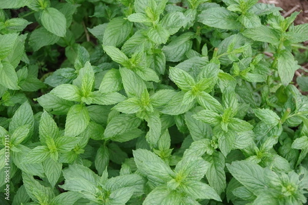 Obraz スペアミント、収穫されたミント、フレッシュなミント、畑のイメージ、
