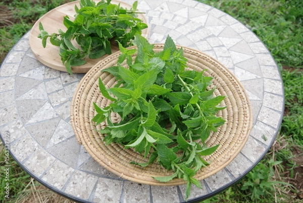 Obraz スペアミント、収穫されたミント、フレッシュなミント、畑のイメージ、