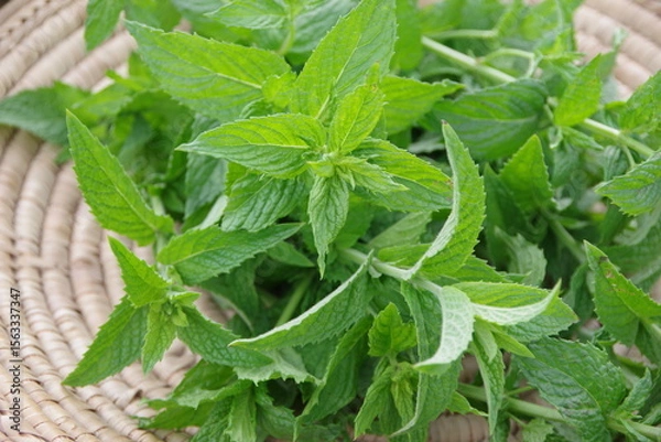 Obraz スペアミント、収穫されたミント、フレッシュなミント、畑のイメージ、