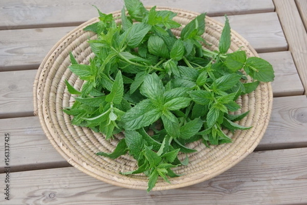 Obraz スペアミント、収穫されたミント、フレッシュなミント、畑のイメージ、