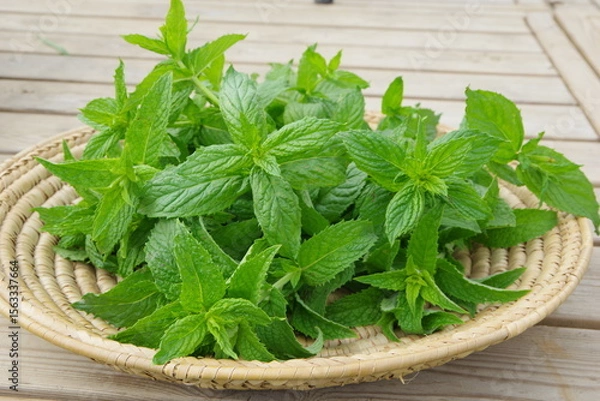 Obraz スペアミント、収穫されたミント、フレッシュなミント、畑のイメージ、