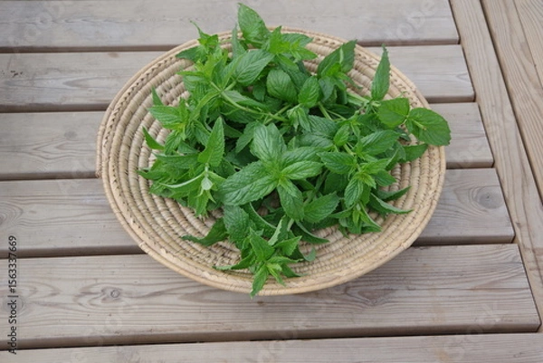 Obraz スペアミント、収穫されたミント、フレッシュなミント、畑のイメージ、