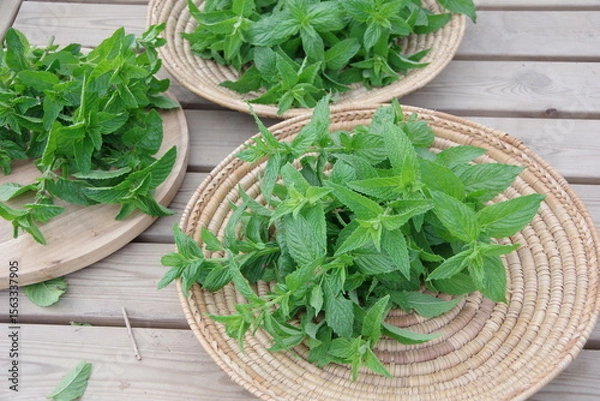 Obraz スペアミント、収穫されたミント、フレッシュなミント、畑のイメージ、