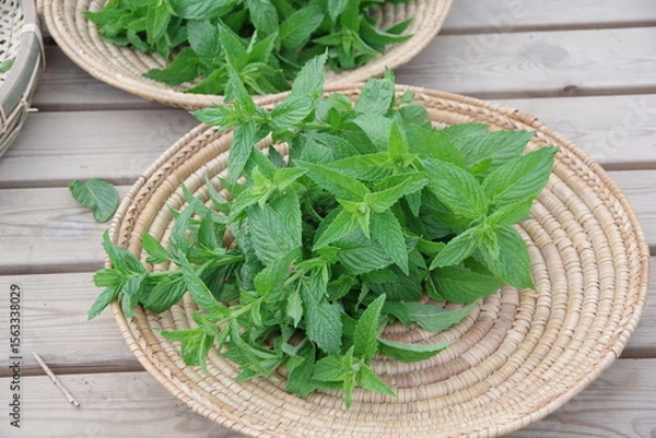 Obraz スペアミント、収穫されたミント、フレッシュなミント、畑のイメージ、