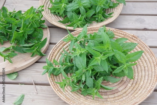 Obraz スペアミント、収穫されたミント、フレッシュなミント、畑のイメージ、