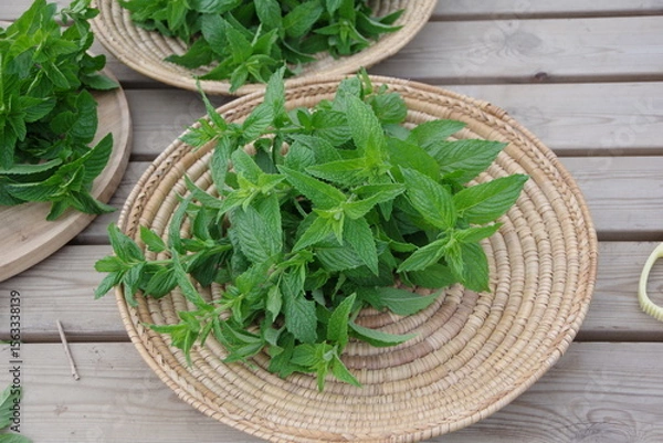 Obraz スペアミント、収穫されたミント、フレッシュなミント、畑のイメージ、