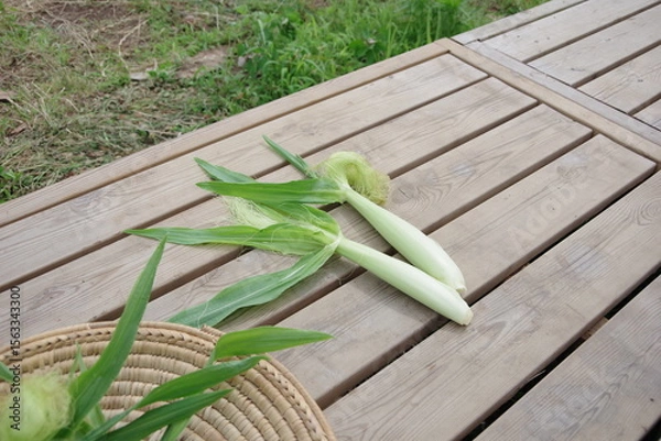 Obraz 新鮮なヤングコーン、トウモロコシ、収穫のイメージ、畑のイメージ、