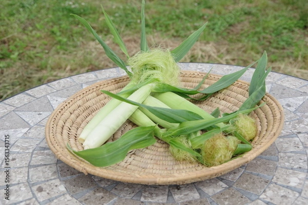 Obraz 新鮮なヤングコーン、トウモロコシ、収穫のイメージ、畑のイメージ、