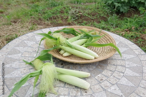 Obraz 新鮮なヤングコーン、トウモロコシ、収穫のイメージ、畑のイメージ、