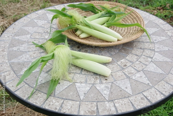 Obraz 新鮮なヤングコーン、トウモロコシ、収穫のイメージ、畑のイメージ、