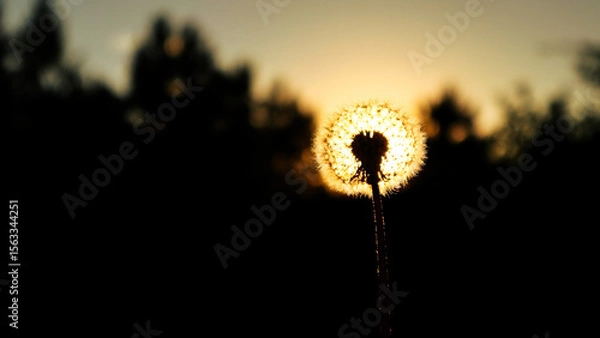 Fototapeta Dandelion field freedom sunset wish blowball sun nature. Dandelion seeds blowing in the wind with sunset in the background