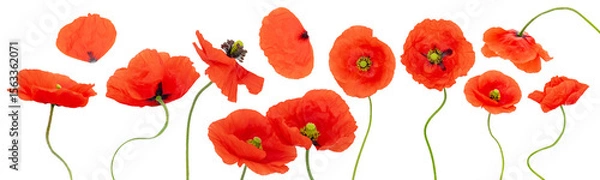 Obraz Set of various red poppy flower blossoms and petals isolated on white background. Some blossoms contains shallow depth of field
