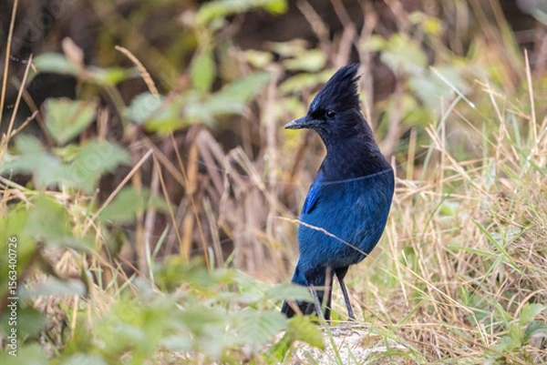 Obraz blue bird in the grass