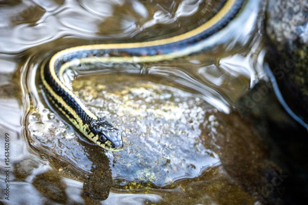 Obraz snake in the water
