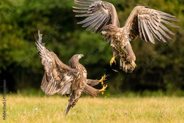 Obraz eagle in flight