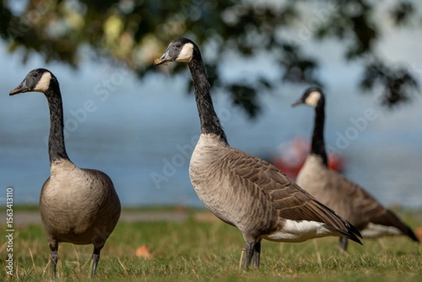 Obraz canada goose on the beach