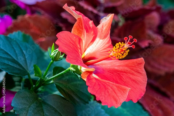 Obraz red and yellow