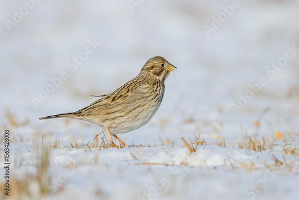 Obraz Emberiza calandra on the snow