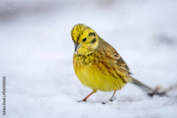 Obraz yellow bird on snow