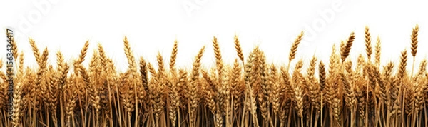 Fototapeta  field of wheat isolated on a transparent background , clipping path, 