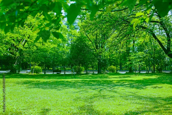 Fototapeta 緑の森