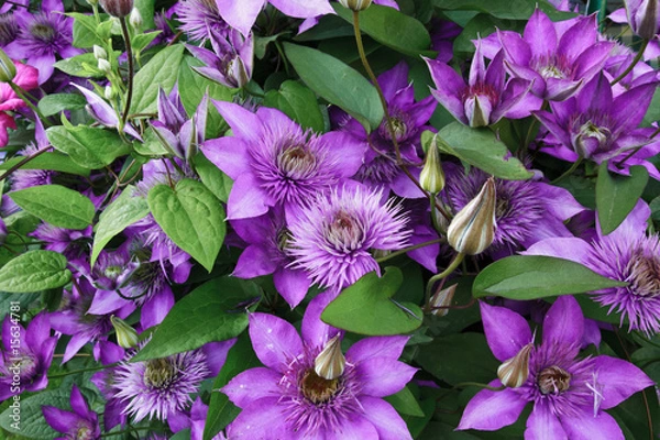 Obraz Flower