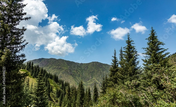Fototapeta landscape with trees and clouds