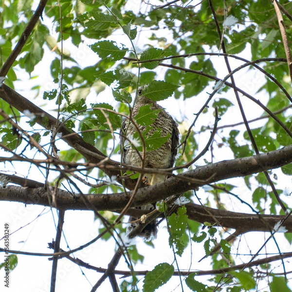 Fototapeta A young sparrowhawk or little sparrowhawk (Accipiter nisus), which recently flew out of its nest, sits on a tree branch, hiding behind leaves, square photo.
