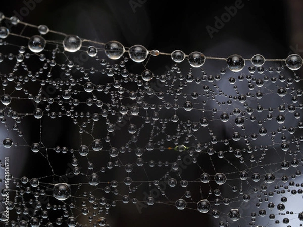 Obraz Rain Water droplets on web spider for Nature Background.