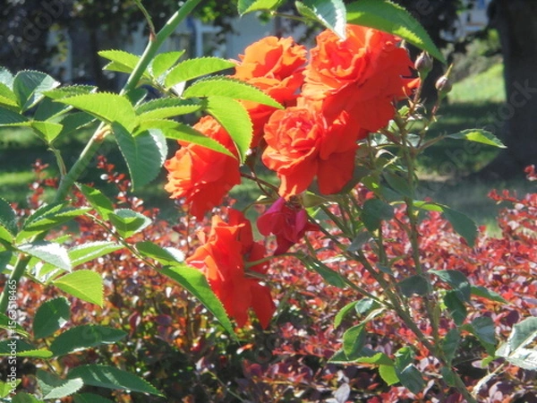 Obraz red roses in garden
