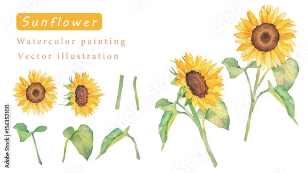 Obraz ひまわりの花のベクター素材水彩イラスト