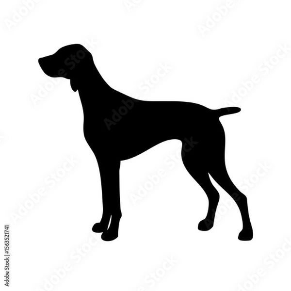 Fototapeta Elegant Black Silhouette of a German Shorthaired Pointer Dog