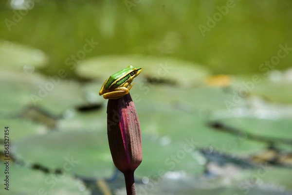 Fototapeta a small spider
