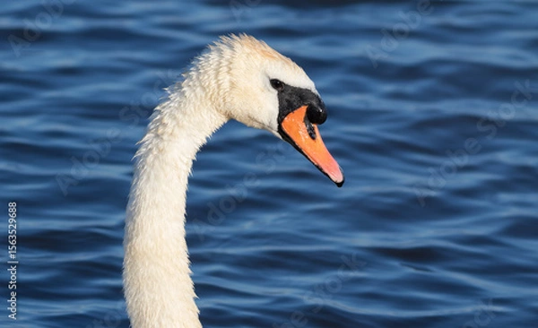 Obraz Mute swan, Cygnus olor. A close-up of a bird against the river