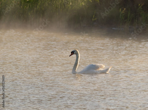 Obraz Mute swan, Cygnus olor. A bird floats down the river in the morning haze