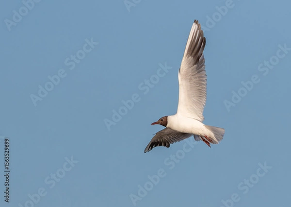 Obraz Black-headed gull, Chroicocephalus ridibundus. A bird flies over the river, against the blue sky