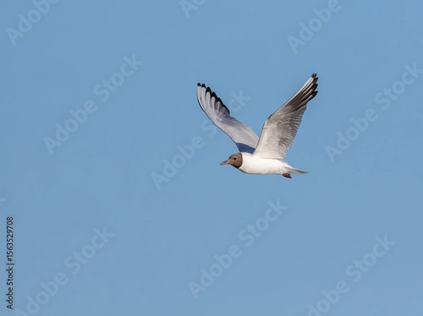 Obraz Black-headed gull, Chroicocephalus ridibundus. A bird flies over the river, against the blue sky
