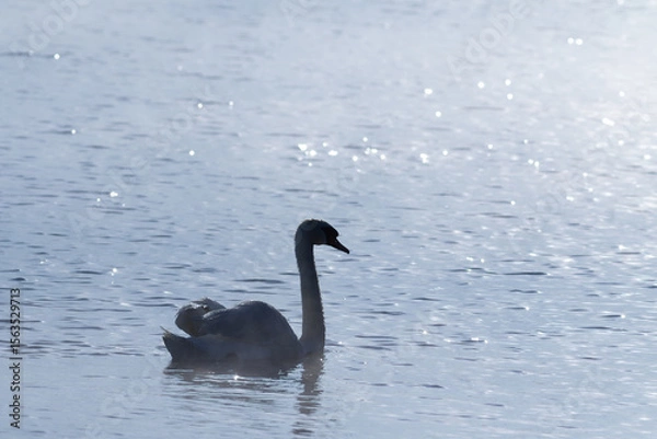 Obraz Mute swan. An early morning bird floats down the river, the water sparkling in the sunlight