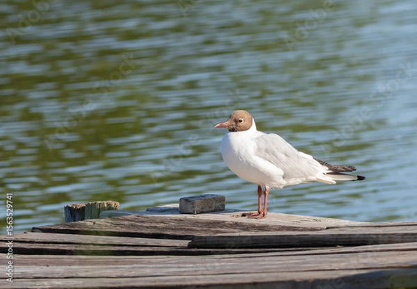 Obraz Black-headed gull, Chroicocephalus ridibundus. A bird sits on a wooden bridge on the bank of a river
