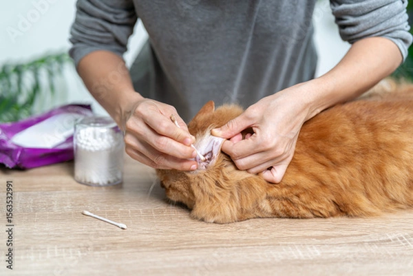 Obraz Health care of animal concept, Cleaning cat ears Infection prevention, Women use a cotton swab to clean the earwax of cat ears, Ginger cat sitting on the table, Should be cleaned regularly