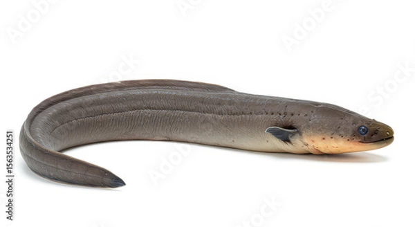Obraz Eel isolated on white background