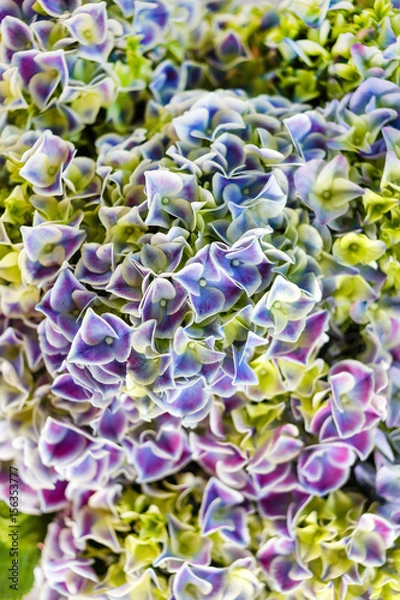 Obraz hydrangea flowers