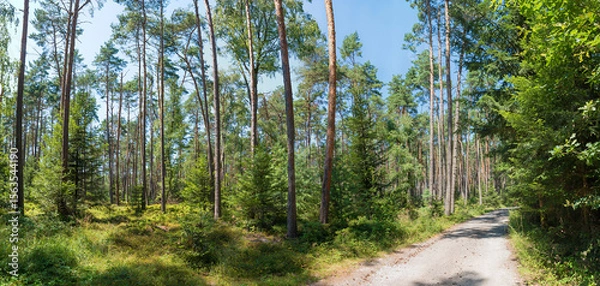 Obraz path through green pine forest with undergrowth blueberry bushes